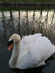 swan on the river 