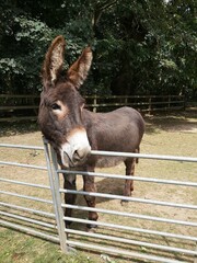 donkey on farm