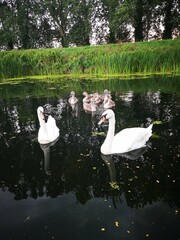 swans on the lake