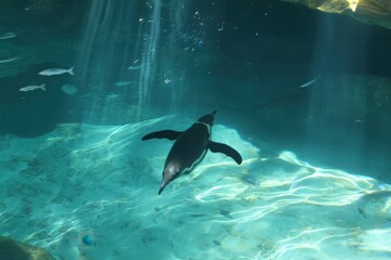 Obraz premium Galapagos Penguin Swimming