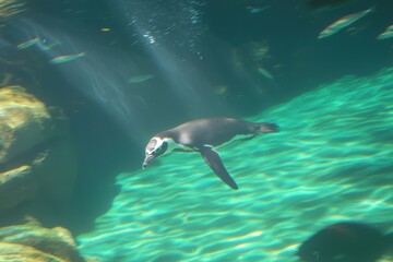 Obraz premium Galapagos Penguin Swimming