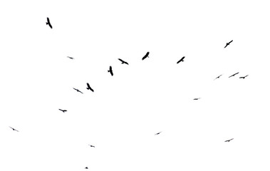A flock of birds in flight isolated on a white background