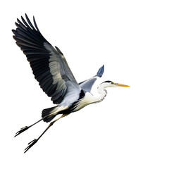 Obraz premium Great blue heron in flight with outstretched wings isolated on transparent background.