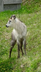 墓地に現れたニホンカモシカ