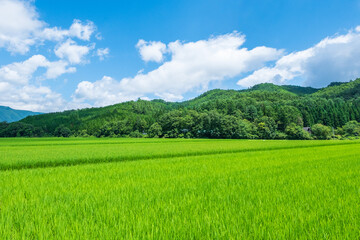 夏の田園風景