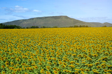 Sunflower field with big  mountain and clear sky background in sunny day .
