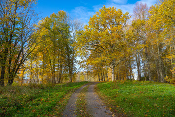 Golden Autumn Park. Pskov region, Russia