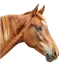 Beautiful Portrait of a Majestic Brown Horse with Clean White Background