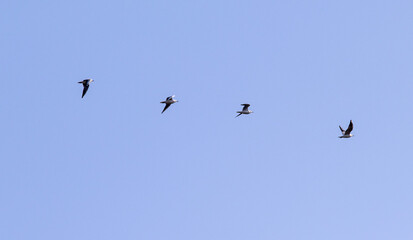 A flock of birds flying in a line across a blue sky