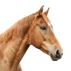 Beautiful Portrait of a Majestic Brown Horse with Clean White Background