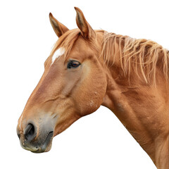 Beautiful Portrait of a Majestic Brown Horse with Clean White Background