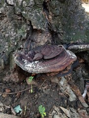 Mushrooms that Grow on Tree Roots 