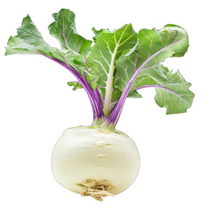Kohlrabi isolated on alpha layer