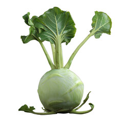 Kohlrabi isolated on alpha layer