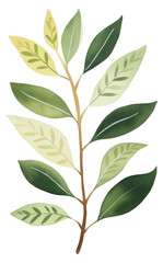 Naklejka premium Detailed botanical illustration of diverse green leaves arranged on a branch isolated on transparent background.