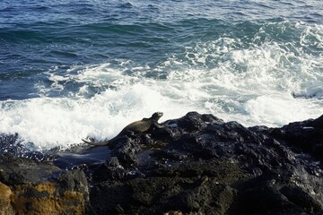 Marine Iguana Basking: A marine iguana lying on black volcanic rocks