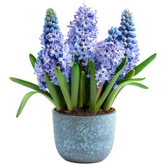 Hyacinths in pot isolated on transparent background. PNG. Generated AI