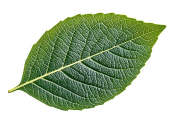 Obraz premium A close-up of a green leaf. Isolated transparent.