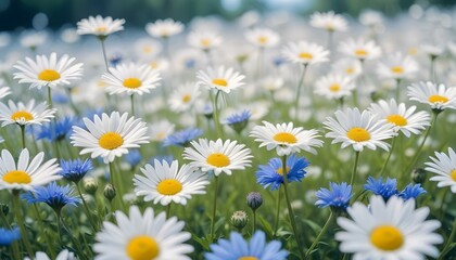 Fototapeta premium Un campo de flores blancas y azules contra un cielo azul borroso con un suave efecto bokeh