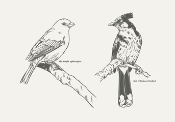 Detailed Hand-Drawn Birds Thraupis episcopus and Red-Whiskered Bulbul on Floral Branches