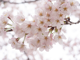 桜（ソメイヨシノ） 日本 神奈川県 湯河原町。
Cherry blossoms (Someiyoshino) Yugawara-machi, Kanagawa, Japan.