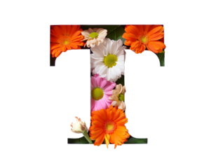Letter T lettering with flowers, isolated on white background, cut out
