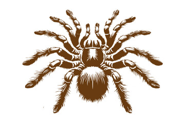The Tarantula color image for illustration