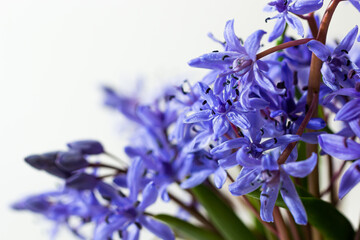 Beautiful blue flowers snowdrops Scilla bifolia alpine squill, two-leaf squill on a white background with space for text. Spring decoration