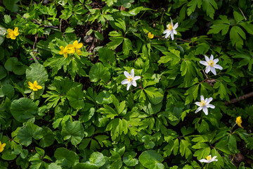 The many white wild flowers in spring forest. Blossom beauty, nature, natural. Sunny summer day, green grass in park. Anemonoides nemorosa