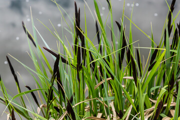 Fototapeta premium Carex acuta - found growing on the margins of rivers and lakes in the Palaearctic terrestrial ecoregions in beds of wet, alkaline or slightly acid depressions with mineral soil
