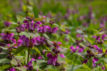 Deaf nettle blooming in a forest, Lamium purpureum. Spring purple flowers with leaves close up