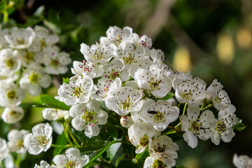 Close-up of a branch of midland hawthorn or crataegus laevigata with a blurred background photographed in the garden of herbs and medicinal plants