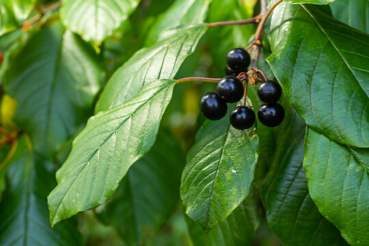 Leaves and fruits of the medicinal shrub Frangula alnus, Rhamnus frangula with poisonous black and red berries closeup
