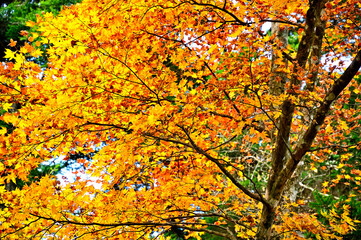 紅葉の丹沢山地　本間ノ頭南東尾根の紅葉
