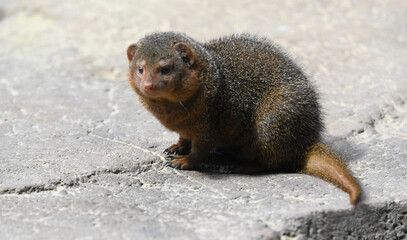 A common dwarf mongoose on a rock