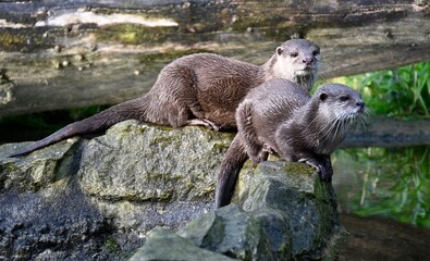 Two oriental small-clawed otters on the rocks looking for food