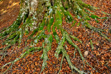 紅葉の丹沢山地　本間ノ頭南東尾根のブナ大木
