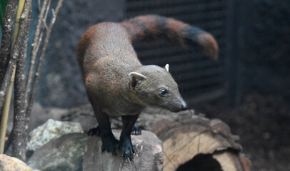 A madagascar ring-tailed mangoose (Galidia Elegans)