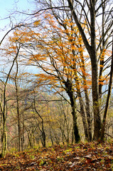 秋の丹沢山地　紅葉の本間ノ頭南東尾根
