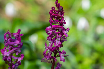 Corydalis blooms in spring in the wild in the forest