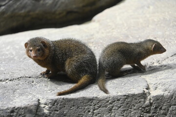 Two common dwarf mongooses