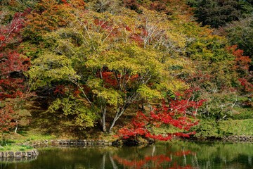 用作公園の紅葉