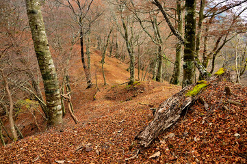 晩秋の山道　丹沢山地の円山木ノ頭　丹沢三峰縦走コース
