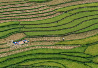 Aerial view of the rice paddies on harvest season in Khau Pha (Yen Bai Province, Vietnam). This is also a very photogenic place.