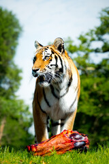 Tiger eating prey