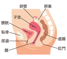 Obraz premium 子宮 女性生殖器の断面図 婦人病 医療