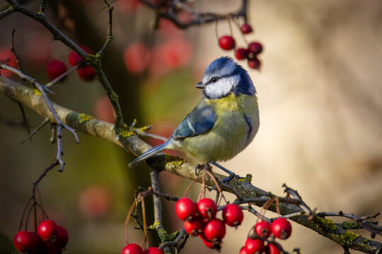 Eurasian blue tit sits on the branch with red berries