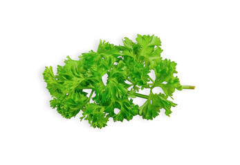 Parsley vegetable isolated on white background