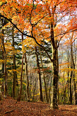 秋の丹沢山地　丹沢山の天王寺尾根の紅葉
