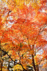 紅葉の丹沢山地　丹沢山の天王寺尾根　真紅に染まる森
